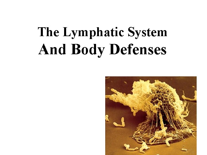 The Lymphatic System And Body Defenses 