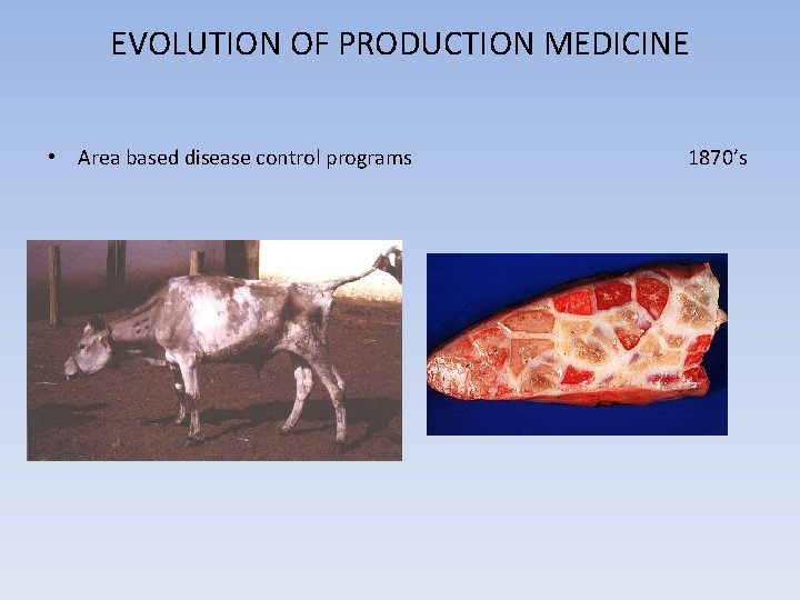 EVOLUTION OF PRODUCTION MEDICINE • Area based disease control programs 1870’s 