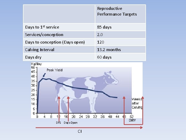 Reproductive Performance Targets Days to 1 st service 85 days Services/conception 2. 0 Days