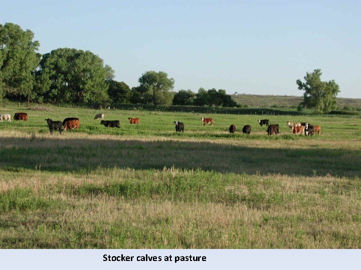 Stocker calves at pasture 