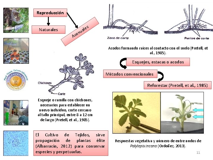 Reproducción les Naturales A ua x e s Acodos formando raíces al contacto con