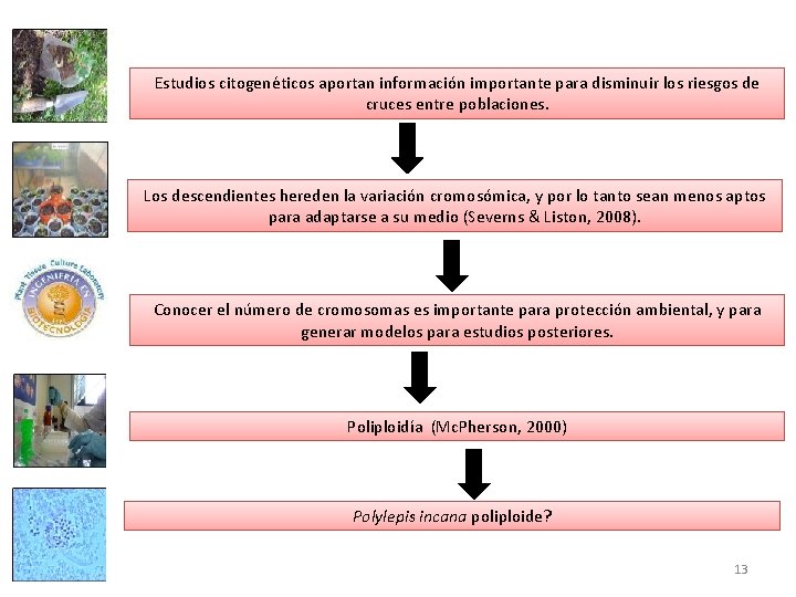 Estudios citogenéticos aportan información importante para disminuir los riesgos de cruces entre poblaciones. Los