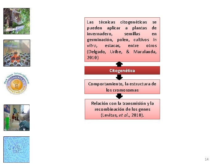 Las técnicas citogenéticas se pueden aplicar a plantas de invernadero, semillas en germinación, polen,