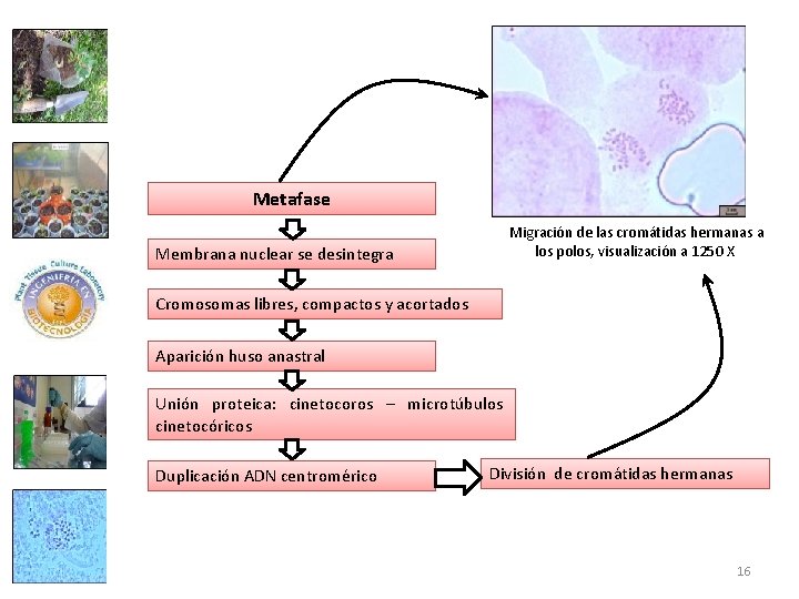 Metafase Membrana nuclear se desintegra Migración de las cromátidas hermanas a los polos, visualización