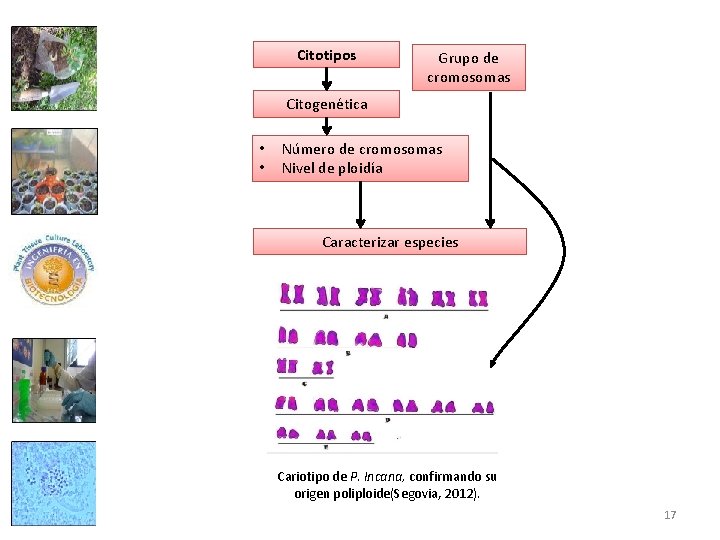 Citotipos Grupo de cromosomas Citogenética • • Número de cromosomas Nivel de ploidía Caracterizar