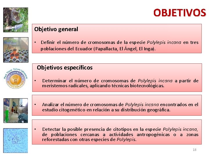 OBJETIVOS Objetivo general • Definir el número de cromosomas de la especie Polylepis incana