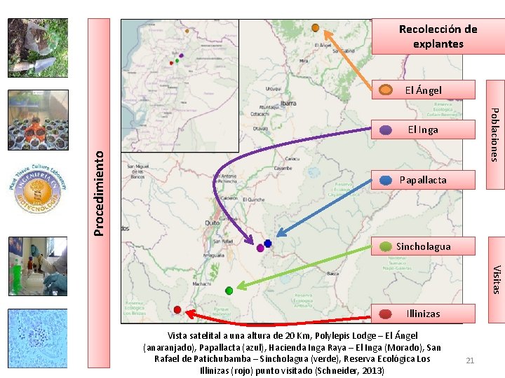 Recolección de explantes El Ángel Poblaciones Procedimiento El Inga Papallacta Sincholagua Visitas Illinizas Vista