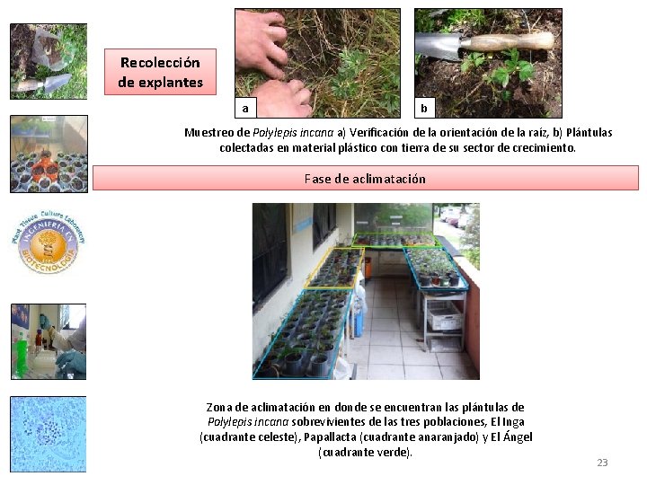 Recolección de explantes a b Muestreo de Polylepis incana a) Verificación de la orientación