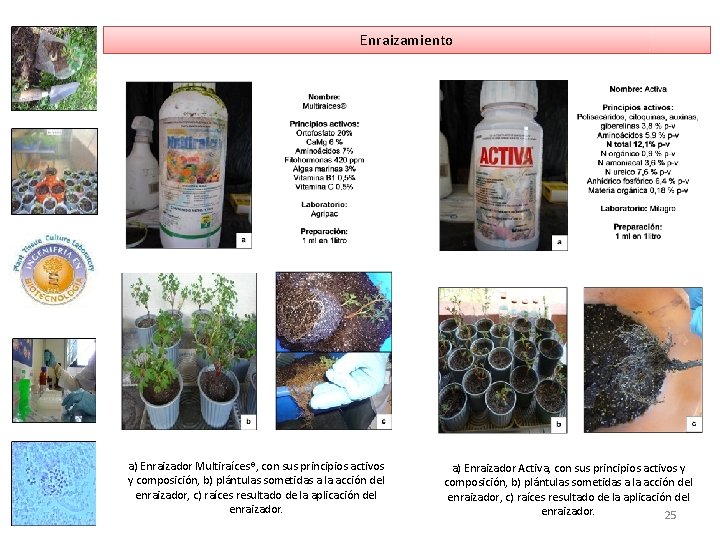 Enraizamiento a) Enraizador Multiraíces®, con sus principios activos y composición, b) plántulas sometidas a