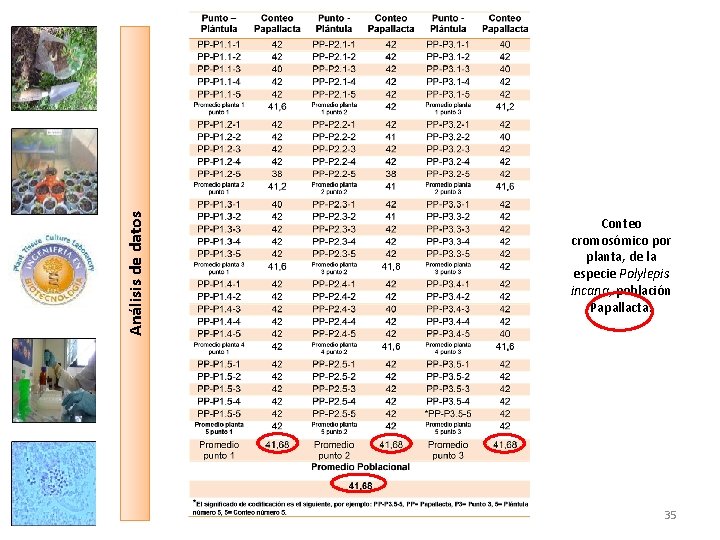 Análisis de datos Conteo cromosómico por planta, de la especie Polylepis incana, población Papallacta.