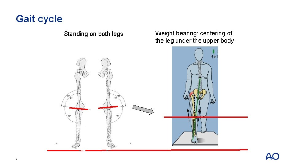 Gait cycle Standing on both legs 6 Weight bearing: centering of the leg under