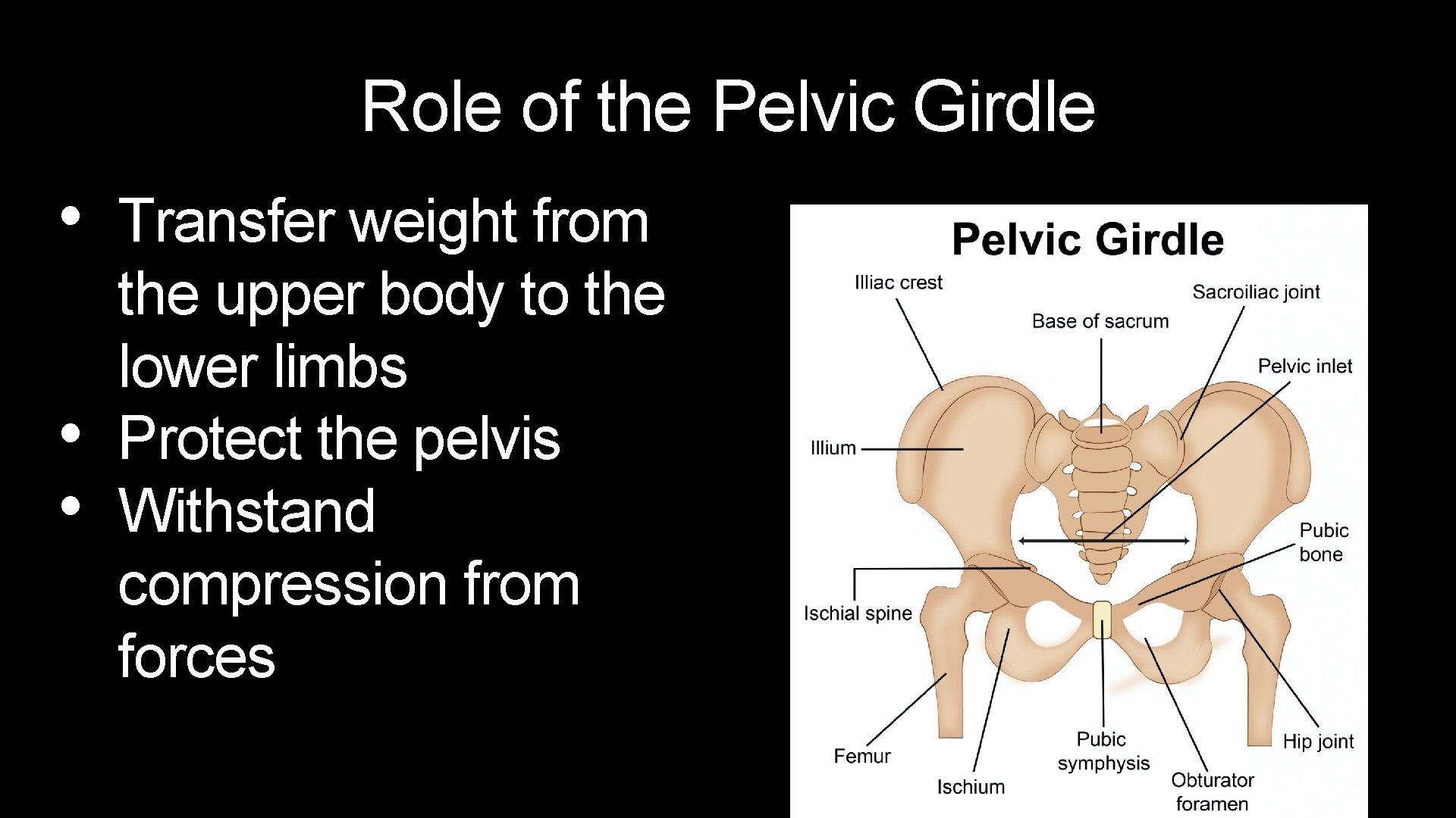 Role of the Pelvic Girdle • Transfer weight from • • the upper body
