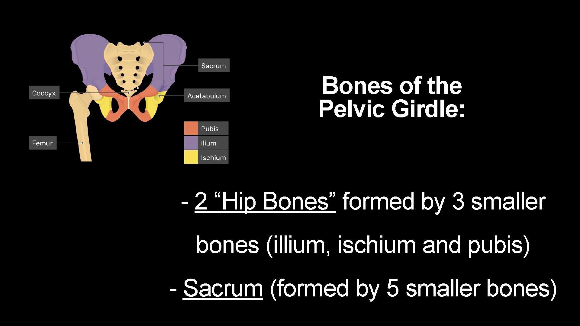 Bones of the Pelvic Girdle: - 2 “Hip Bones” formed by 3 smaller bones