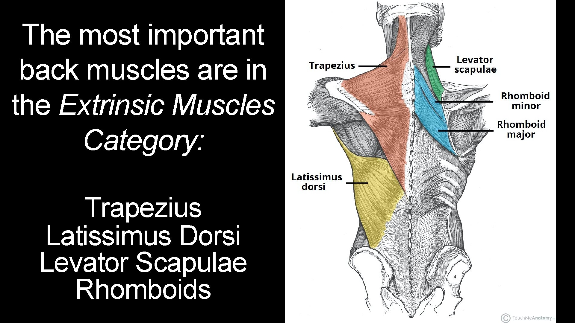 The most important back muscles are in the Extrinsic Muscles Category: Trapezius Latissimus Dorsi