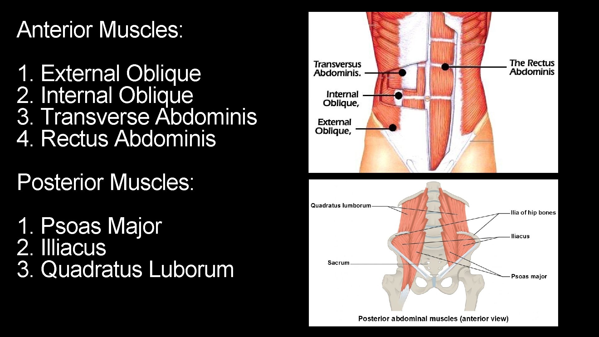 Anterior Muscles: 1. External Oblique 2. Internal Oblique 3. Transverse Abdominis 4. Rectus Abdominis