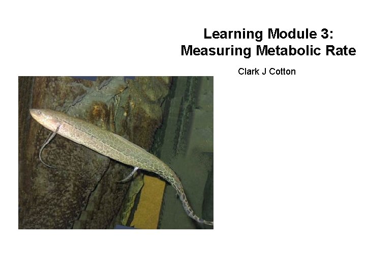 Learning Module 3: Measuring Metabolic Rate Clark J Cotton 