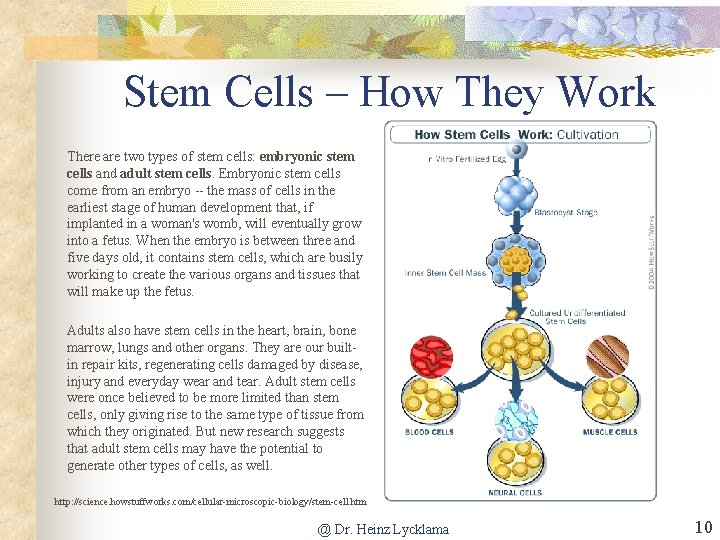 Stem Cells – How They Work There are two types of stem cells: embryonic