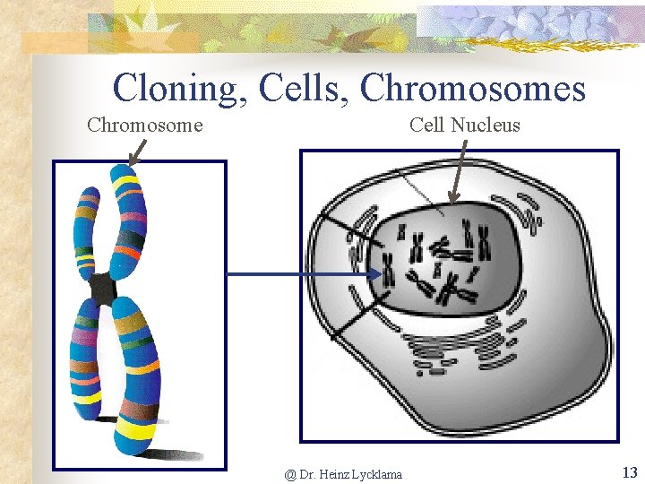 Cloning, Cells, Chromosomes Chromosome Cell Nucleus @ Dr. Heinz Lycklama 13 