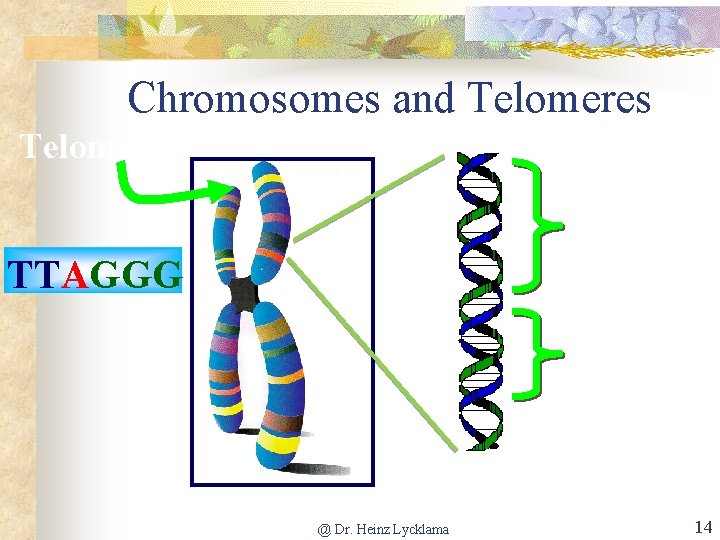 Chromosomes and Telomeres Gene 1 TTAGGG Gene 2 Chromosome @ Dr. Heinz Lycklama DNA