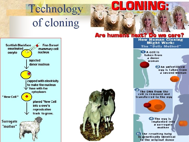 Technology of cloning 