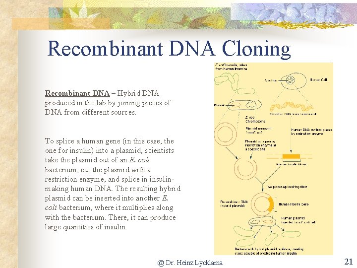 Recombinant DNA Cloning Recombinant DNA – Hybrid DNA produced in the lab by joining