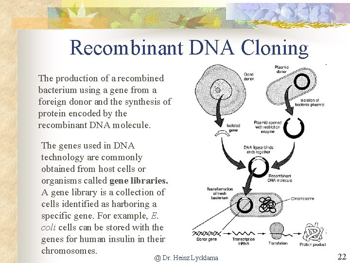 Recombinant DNA Cloning The production of a recombined bacterium using a gene from a