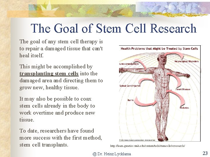 The Goal of Stem Cell Research The goal of any stem cell therapy is