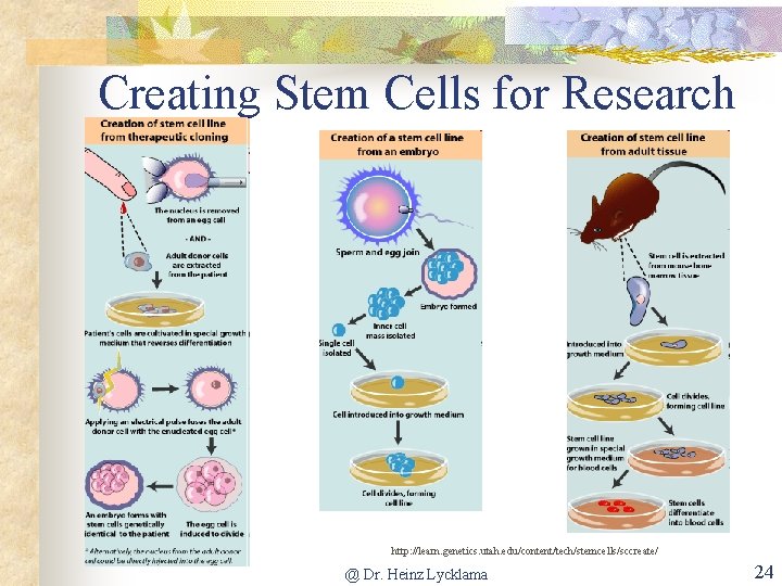 Creating Stem Cells for Research http: //learn. genetics. utah. edu/content/tech/stemcells/sccreate/ @ Dr. Heinz Lycklama