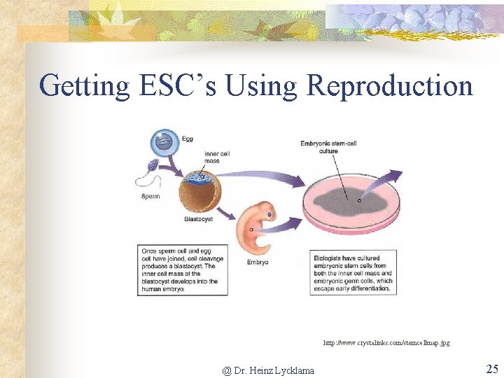 Getting ESC’s Using Reproduction http: //www. crystalinks. com/stemcellmap. jpg @ Dr. Heinz Lycklama 25