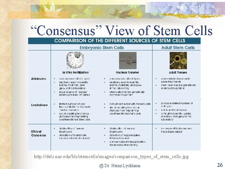 “Consensus” View of Stem Cells http: //dels. nas. edu/bls/stemcells/images/comparison_types_of_stem_cells. jpg @ Dr. Heinz Lycklama