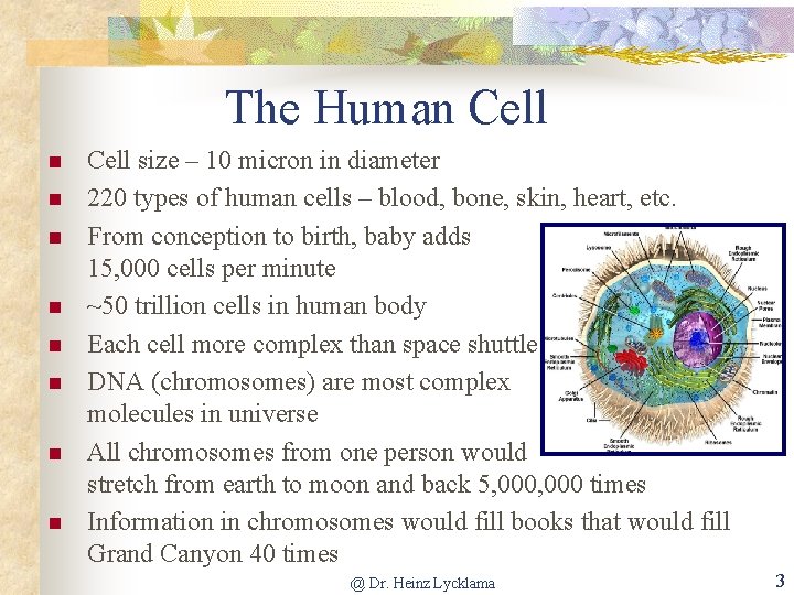 The Human Cell n n n n Cell size – 10 micron in diameter