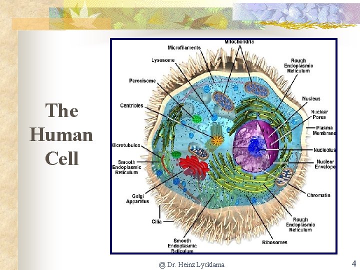 The Human Cell @ Dr. Heinz Lycklama 4 