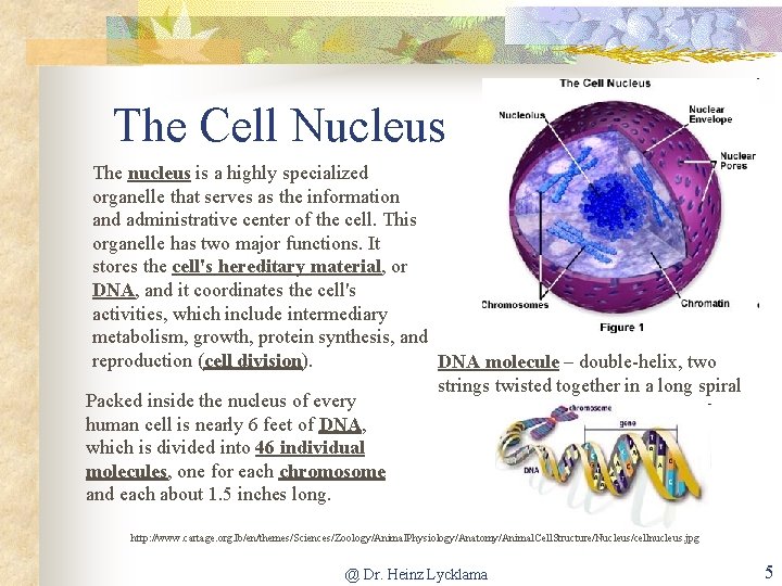The Cell Nucleus The nucleus is a highly specialized organelle that serves as the