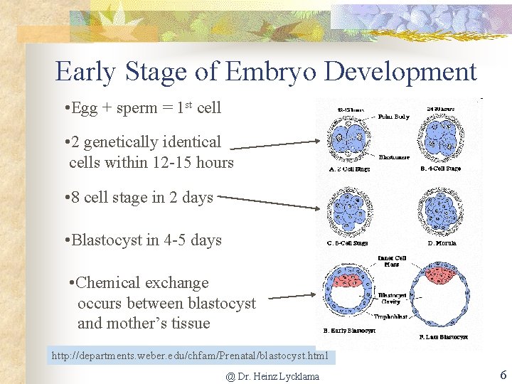 Early Stage of Embryo Development • Egg + sperm = 1 st cell •