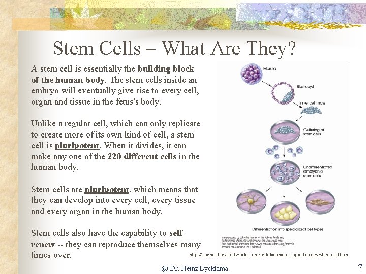 Stem Cells – What Are They? A stem cell is essentially the building block