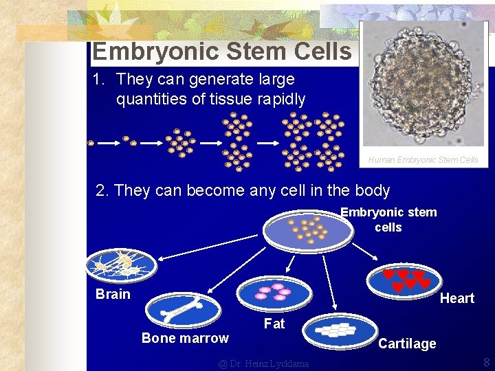 Embryonic Stem Cells 1. They can generate large quantities of tissue rapidly Human Embryonic