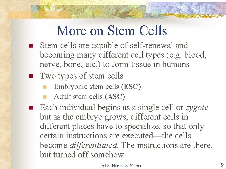 More on Stem Cells n n Stem cells are capable of self renewal and