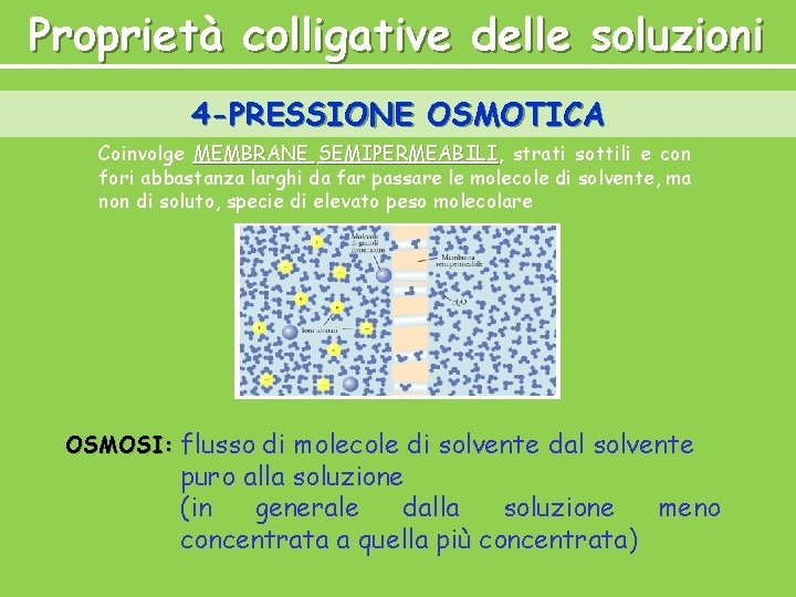 Proprietà colligative delle soluzioni 4 -PRESSIONE OSMOTICA Coinvolge MEMBRANE SEMIPERMEABILI, SEMIPERMEABILI strati sottili e