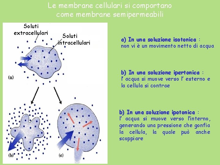 Le membrane cellulari si comportano come membrane semipermeabili Soluti extracellulari Soluti intracellulari a) In