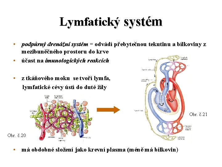 Lymfatický systém • podpůrný drenážní systém = odvádí přebytečnou tekutinu a bílkoviny z mezibuněčného