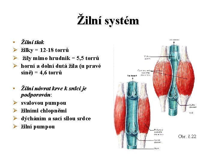 Žilní systém • Ø Ø Ø Žilní tlak žilky = 12 -18 torrů žíly