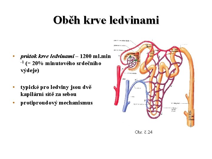 Oběh krve ledvinami • průtok krve ledvinami – 1200 ml. min -1 (= 20%