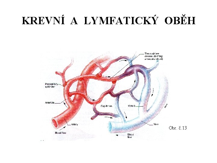 KREVNÍ A LYMFATICKÝ OBĚH Obr. č. 13 