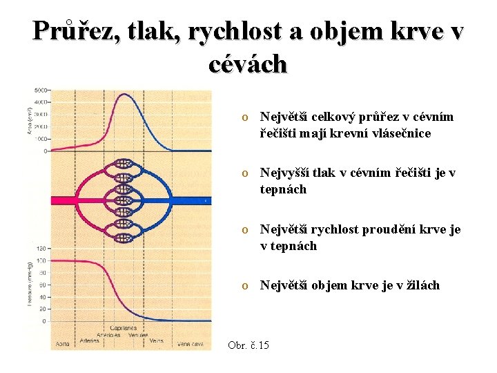 Průřez, tlak, rychlost a objem krve v cévách o Největší celkový průřez v cévním