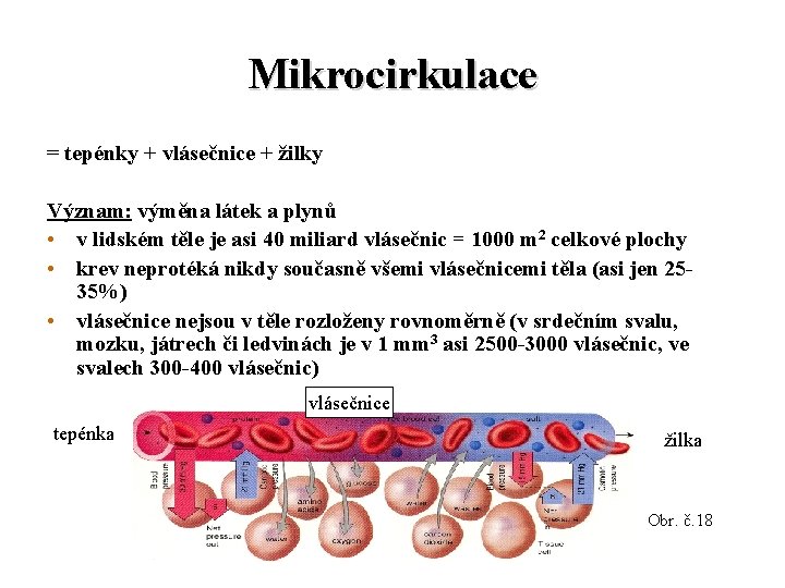 Mikrocirkulace = tepénky + vlásečnice + žilky Význam: výměna látek a plynů • v