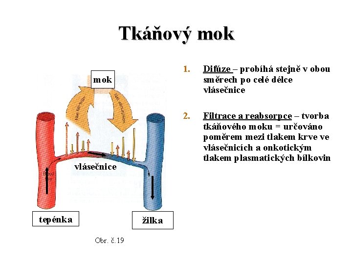 Tkáňový mok 1. Difúze – probíhá stejně v obou směrech po celé délce vlásečnice