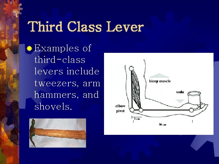 Third Class Lever ® Examples of third-class levers include tweezers, arm hammers, and shovels. Third Class Lever ® Examples of third-class levers include tweezers, arm hammers, and shovels.