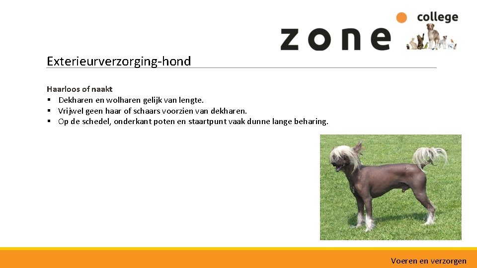 Exterieurverzorging-hond Haarloos of naakt § Dekharen en wolharen gelijk van lengte. § Vrijwel geen