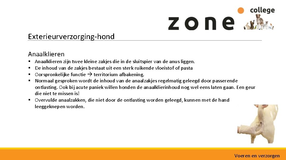 Exterieurverzorging-hond Anaalklieren zijn twee kleine zakjes die in de sluitspier van de anus liggen.