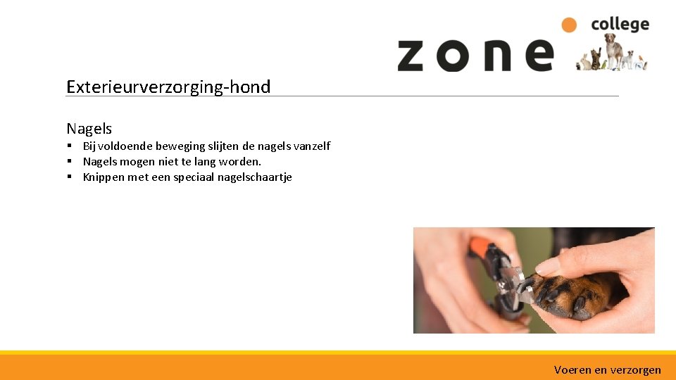 Exterieurverzorging-hond Nagels § Bij voldoende beweging slijten de nagels vanzelf § Nagels mogen niet